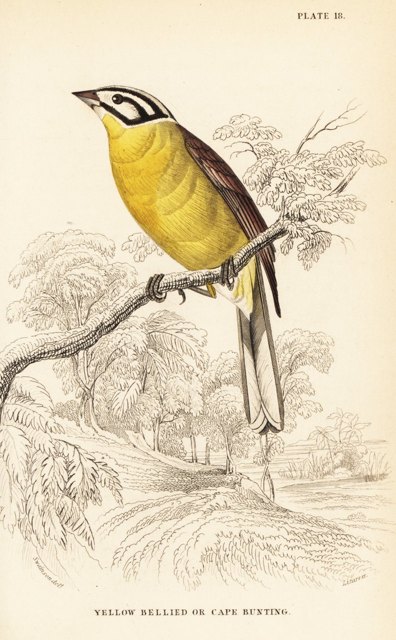 Cape bunting, Emberiza capensis (Pão de barriga amarela, Fringillaria capensis) de William Home Lizars