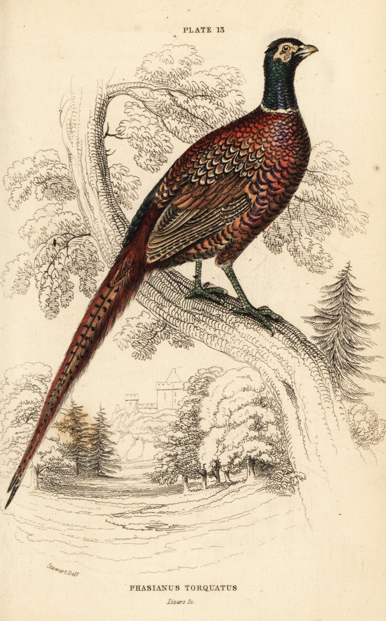 Faisão comum (de pescoço anelado), Phasianus colchicus torquatus (Phasianus torquatus) de William Home Lizars