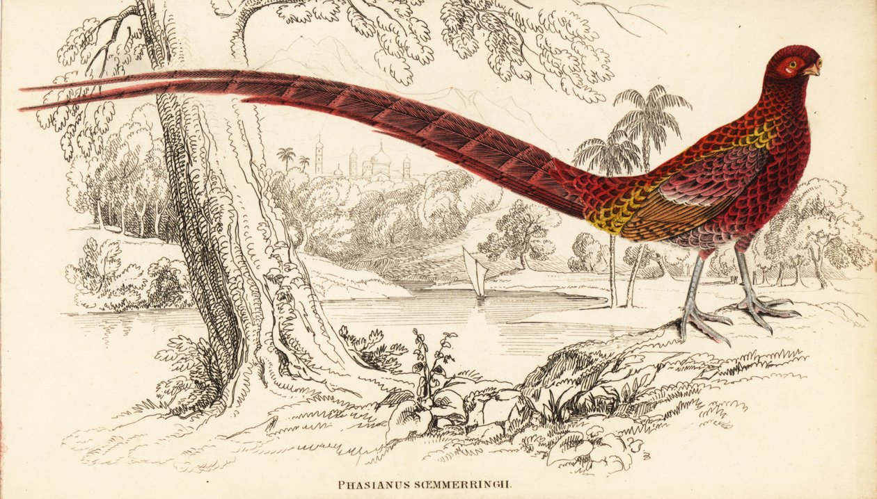 Faisão de cobre ou faisão de Soemmerring, Syrmaticus soemmerringii (Phasianus soemmerringii) de William Home Lizars
