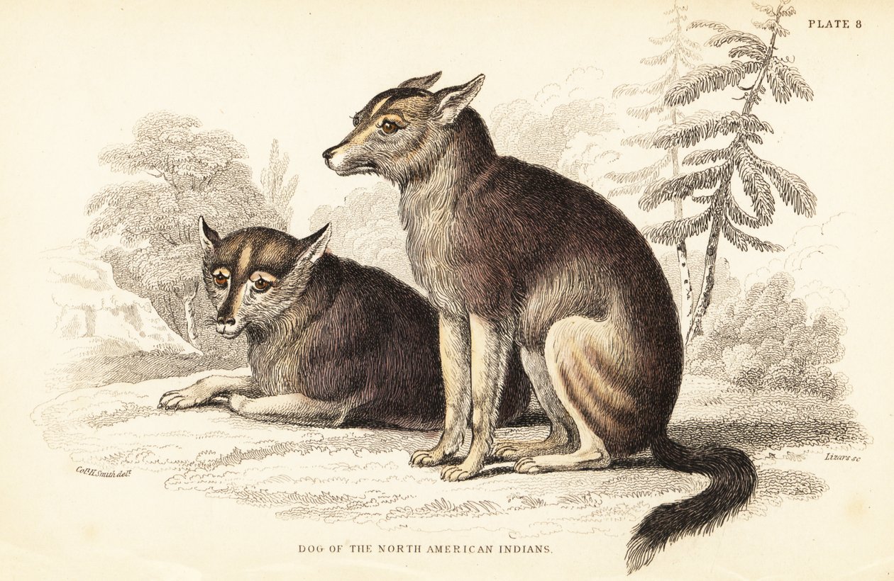 Coyote, Canis latrans de William Home Lizars