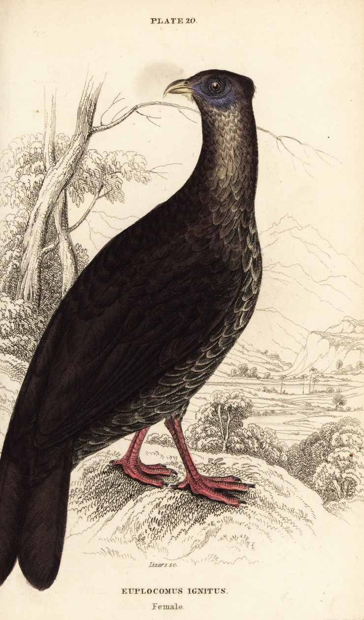 Crested fireback, Lophura ignita, fêmea (The Macartney cock, Euplocomus ignitus) de William Home Lizars