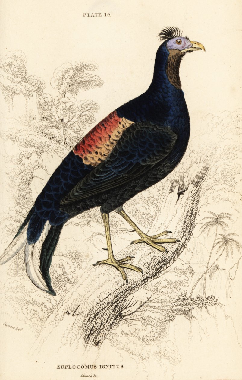 Crested fireback, Lophura ignita, macho (O galo Macartney, Euplocomus ignitus) de William Home Lizars