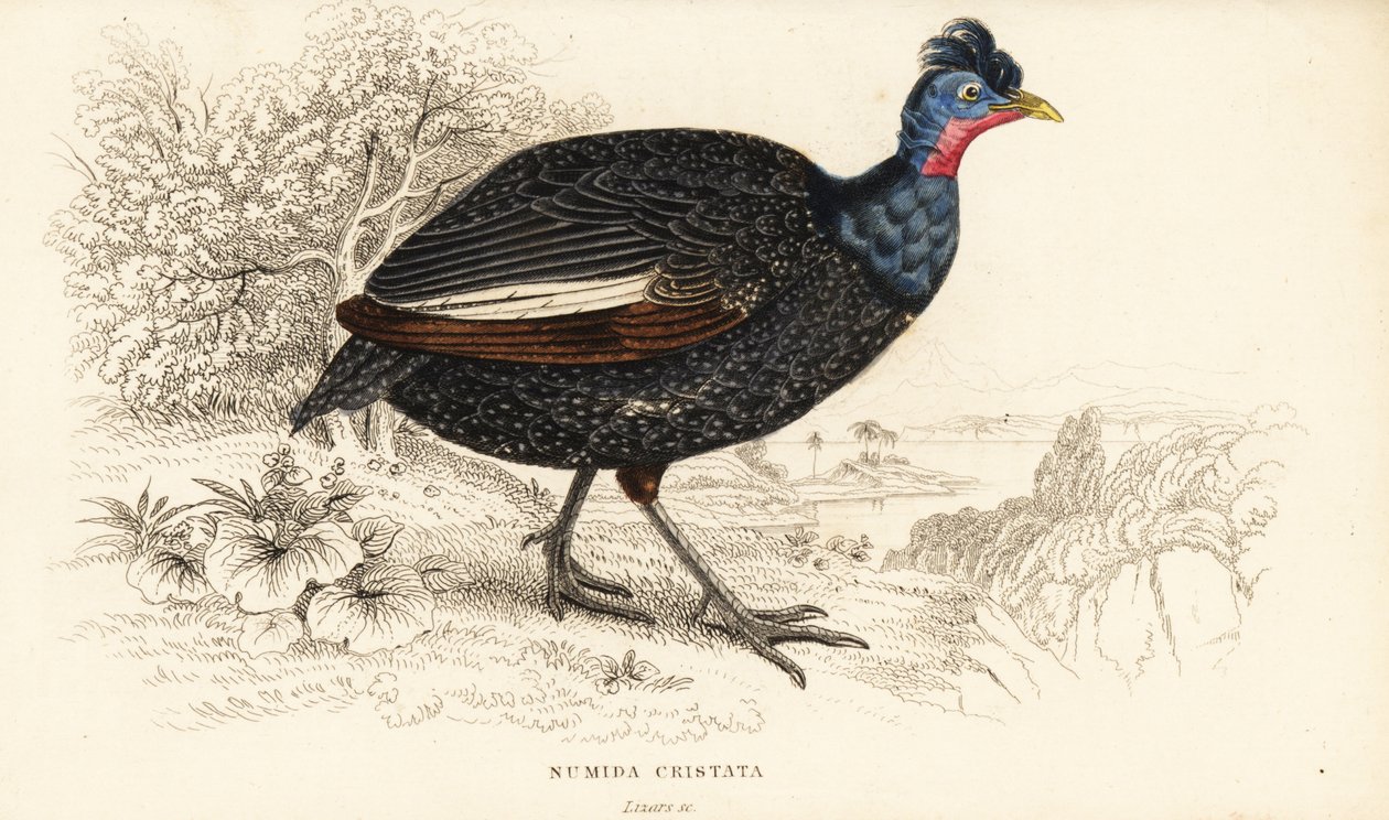 Guineafowl Crested, Guttera pucherani (Numida cristata) de William Home Lizars
