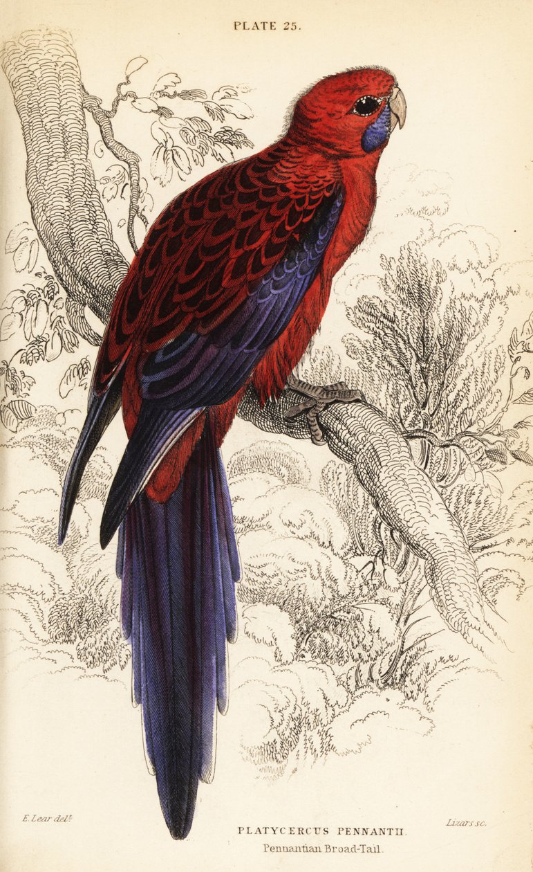 Crimson rosella, Platycercus elegans de William Home Lizars