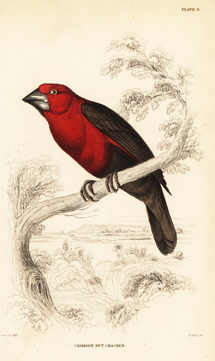 Crimson seedcracker, Pyrenestes sanguineus sanguineus (Crimson nutcracker, Pirenestes sanguineus) de William Home Lizars