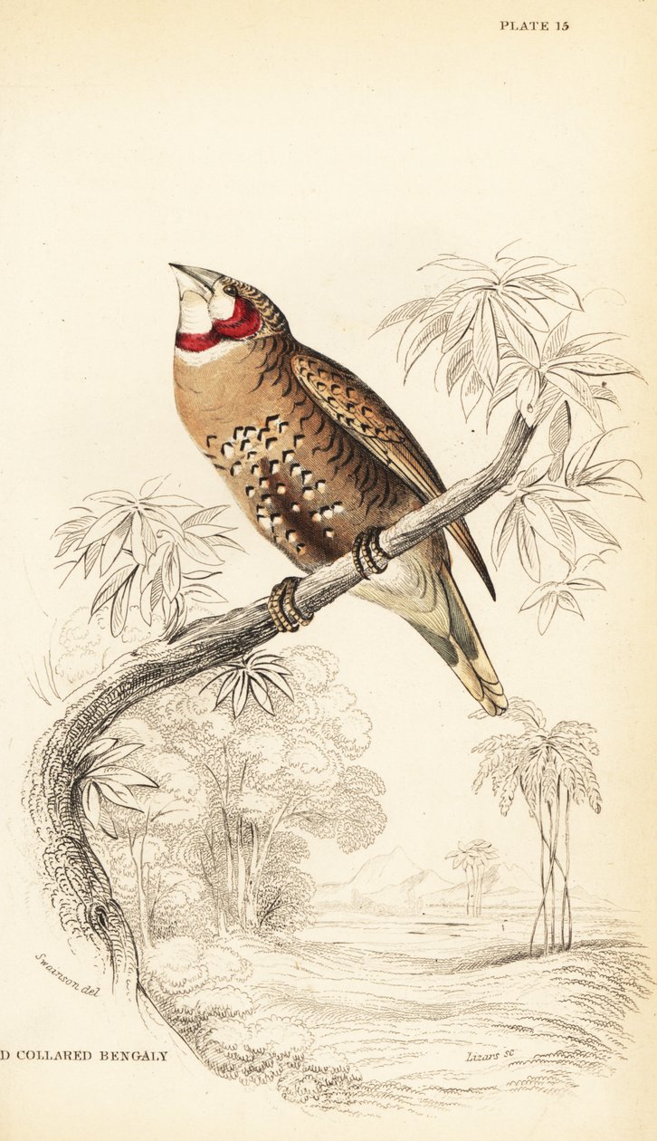 Tentilhão de garganta cortada ou de fitas, Amadina fasciata de William Home Lizars