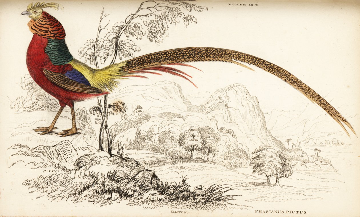 Faisão dourado ou faisão chinês, Chrysolophus pictus (Phasianus pictus) de William Home Lizars