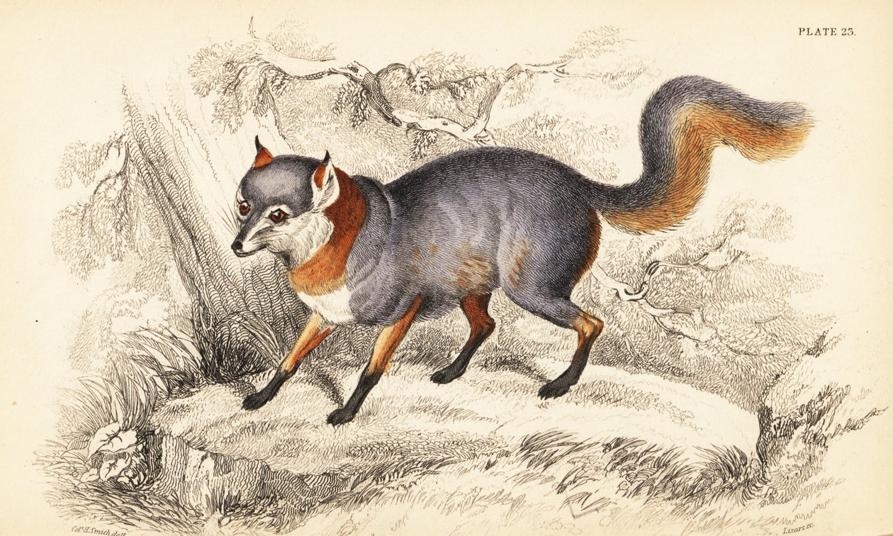 Raposa cinzenta, Urocyon cinereoargenteus de William Home Lizars