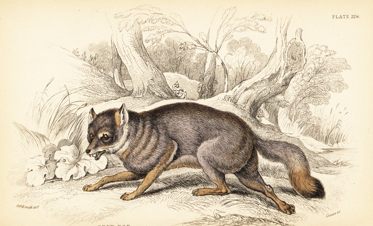 Raposa cinzenta ou raposa cinzenta, Urocyon cinereoargenteus (Vulpes cinereus) de William Home Lizars