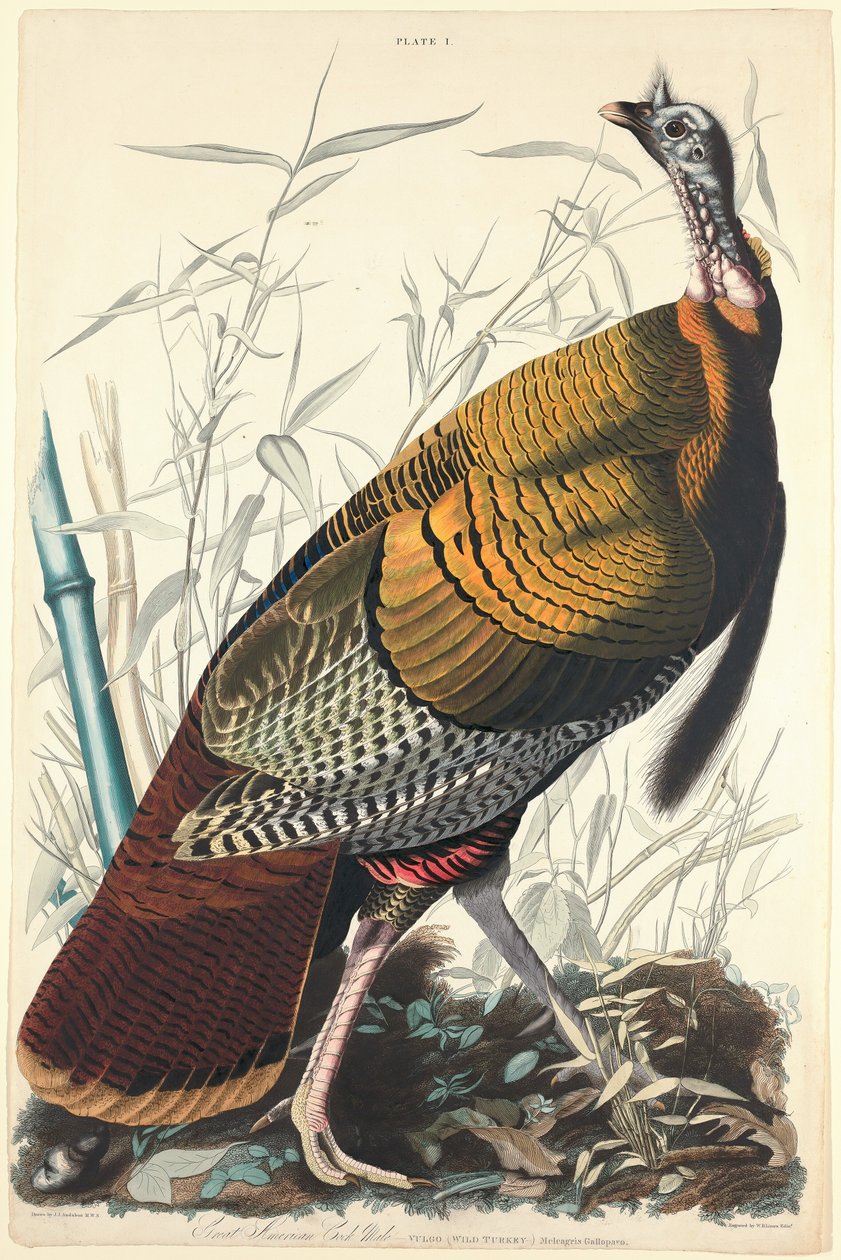 Grande Galo Americano, 1827. de William Home Lizars