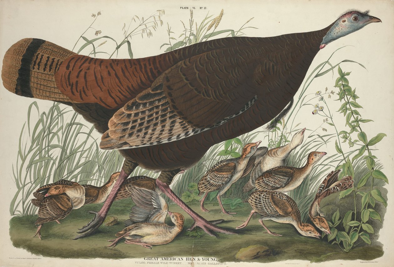 Great American Hen and Young, 1827. de William Home Lizars