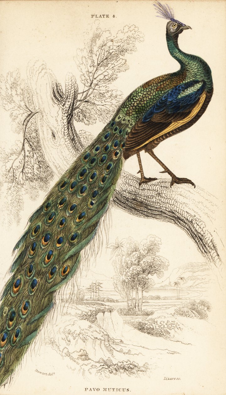 Peafowl verde, Pavo muticus de William Home Lizars