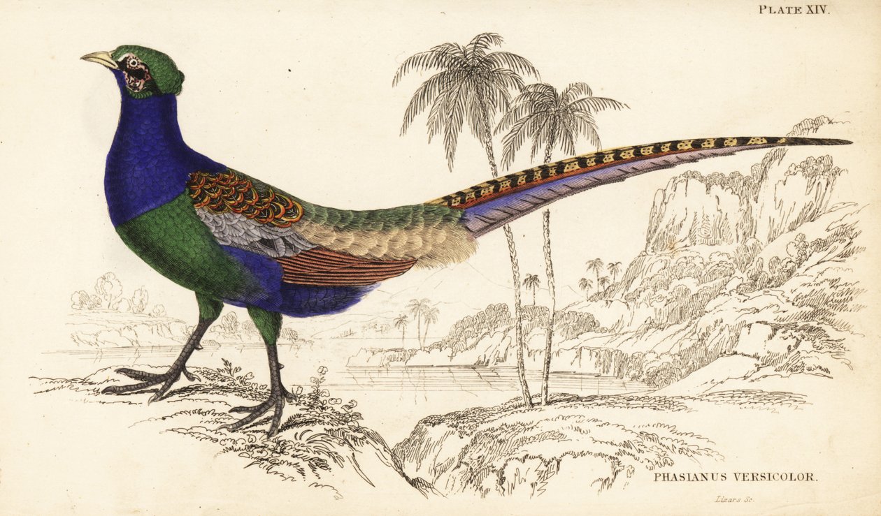 Faisão verde ou faisão verde japonês, macho, Phasianus versicolor de William Home Lizars