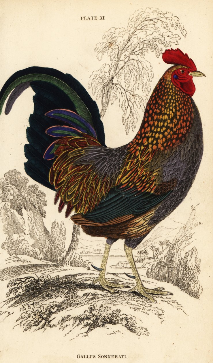A galinha cinzenta da selva ou Sonnerat
