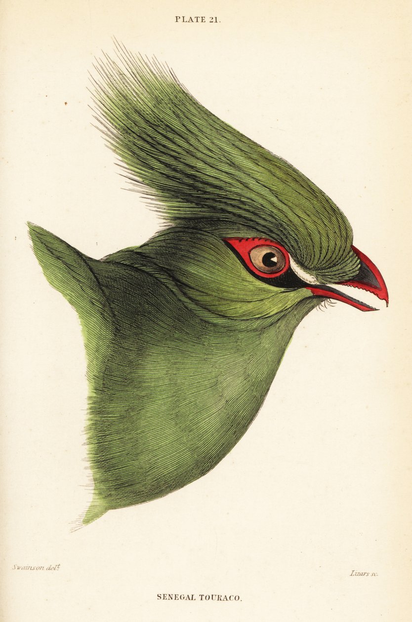 Chefe da Guiné Turaco, Tauraco persa buffoni de William Home Lizars