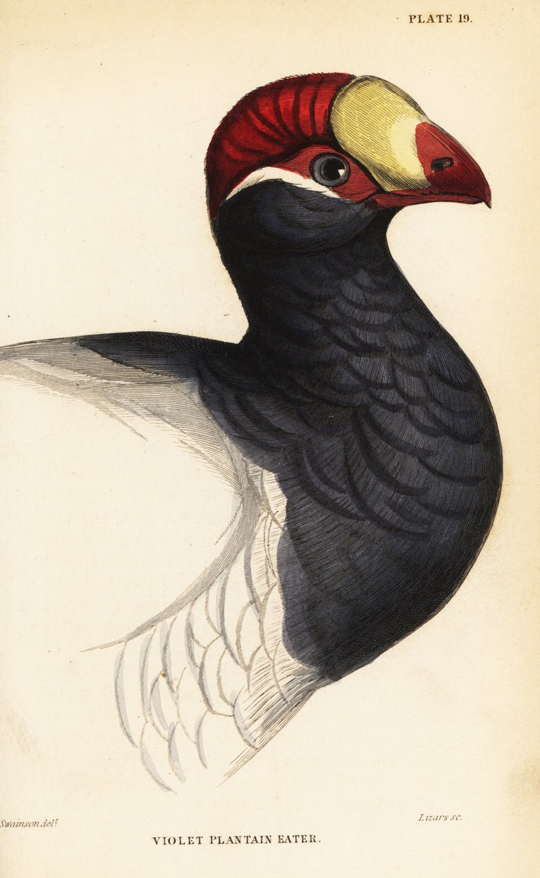Cabeça do turaco violeta, Violet plantain eater, Musophaga violacea de William Home Lizars