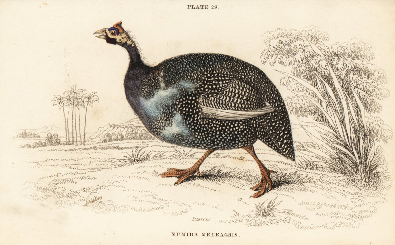 Ave-da-índia ajudada, Numida meleagris de William Home Lizars