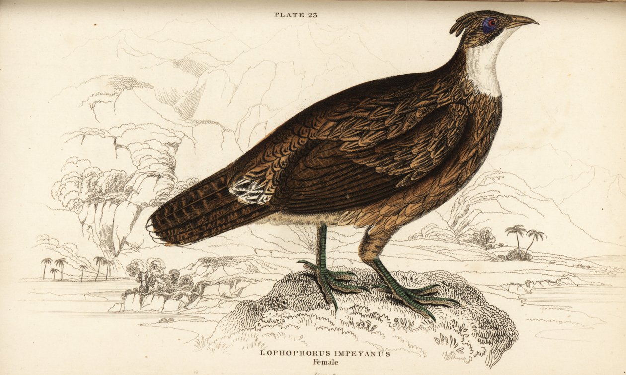 Himalaia monalayan, feminino, Lophophorus impejanus (Impeyan lophophorus, Lophophorus impeyanus) de William Home Lizars