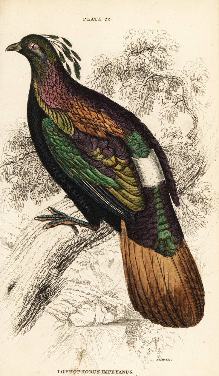 Lophophorus impejanus monalayan, masculino, Himalaia de William Home Lizars
