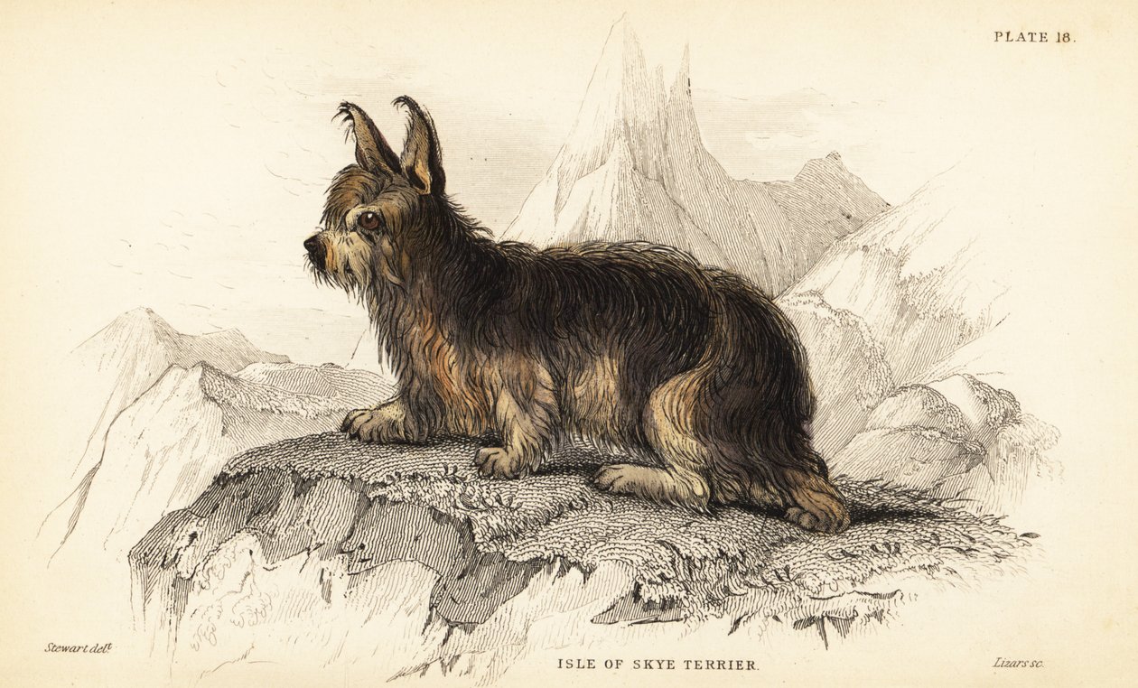 Isle of Skye terrier, Canis lupus familiaris (Canis terrarius) de William Home Lizars