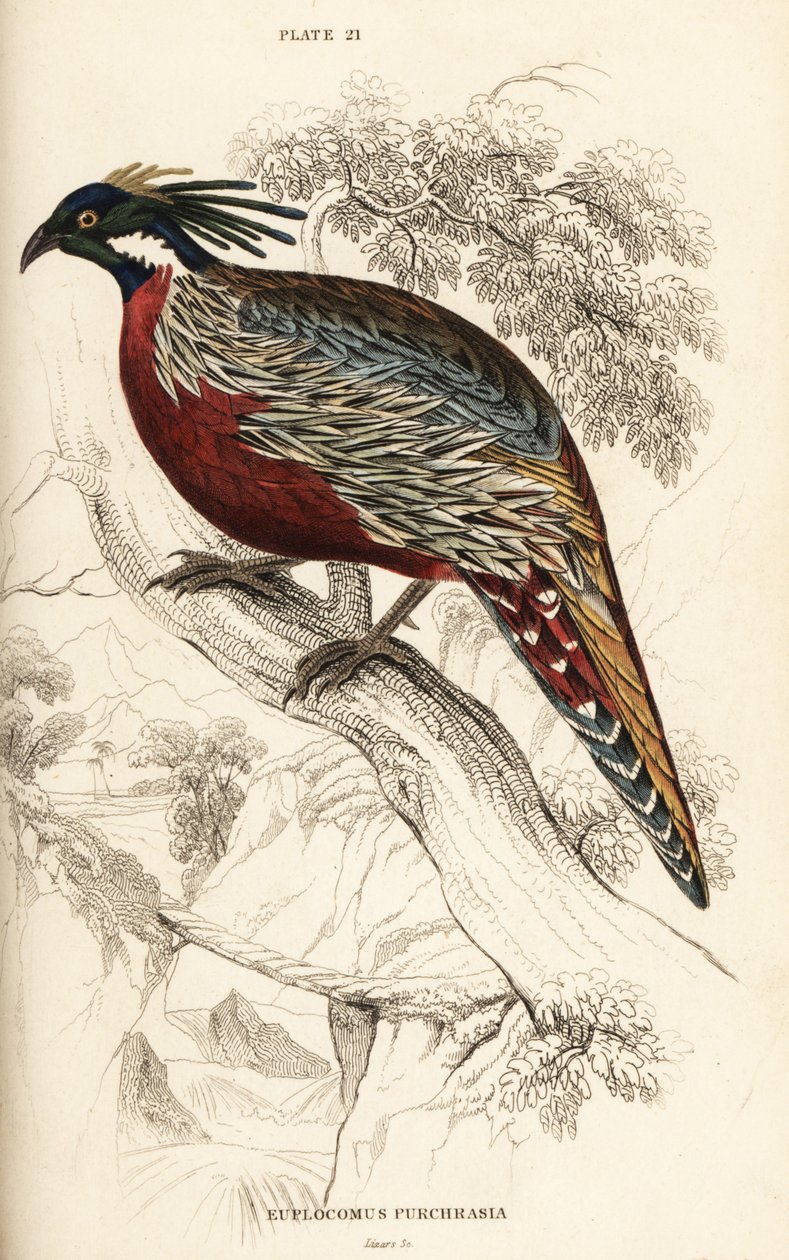 Faisão de Koklass, Macrolopha de Pucrasia de William Home Lizars