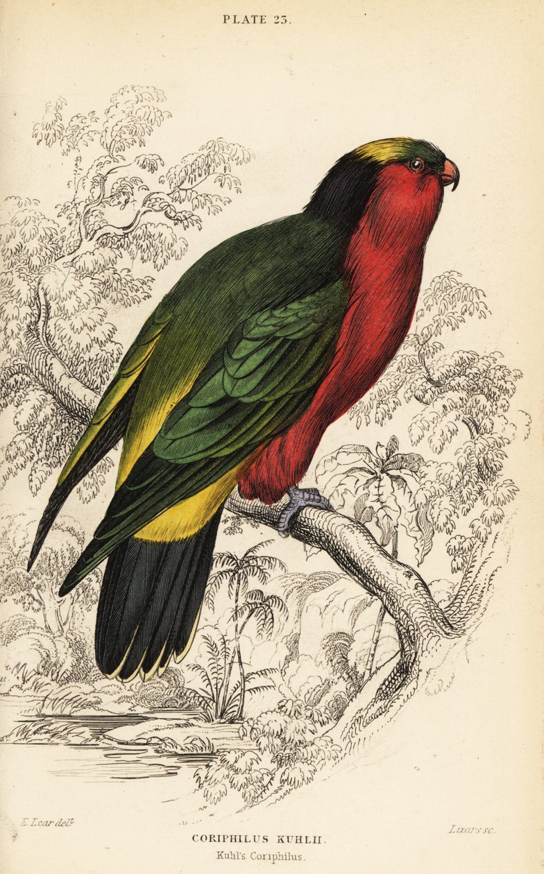 Lorikeets de Kuhl, Vini kuhlii de William Home Lizars