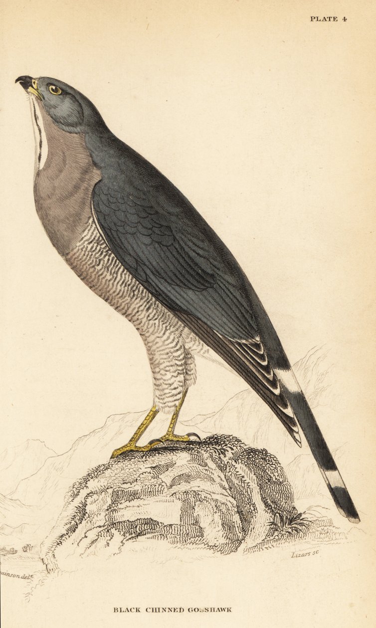 Lagarto buzzard, monograma Kaupifalco de William Home Lizars