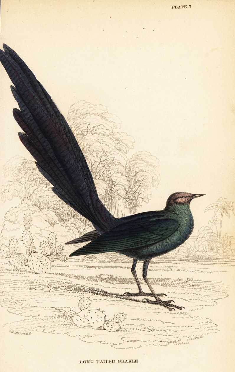 Estorninho brilhante de cauda longa, Lamprotornis caudatus de William Home Lizars