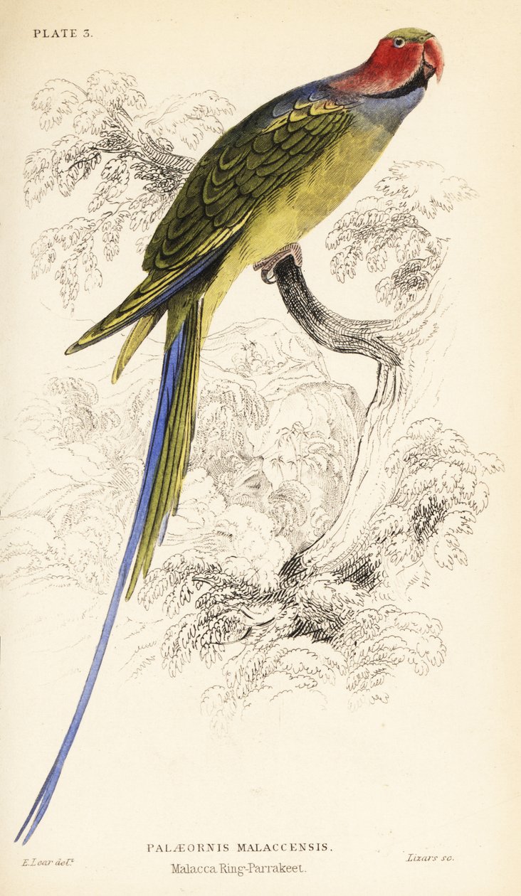 Periquito de cauda longa, Psittacula longicauda de William Home Lizars