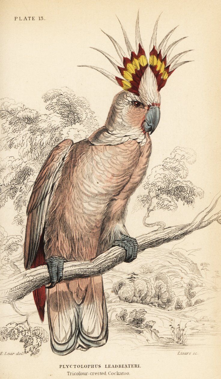 A catatua do Major Mitchell, Lophochroa leadbeateri de William Home Lizars