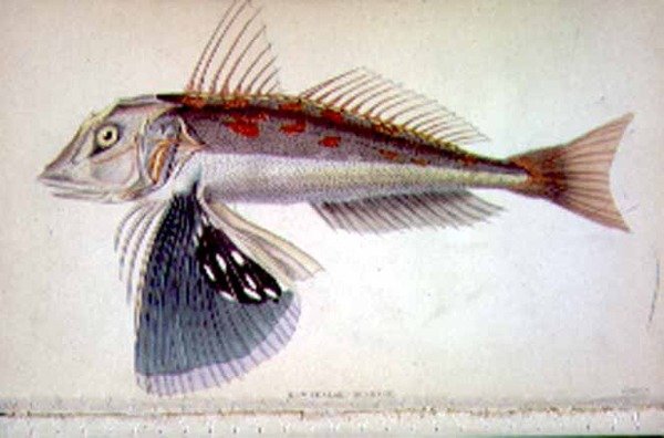 Gurnard da Nova Zelândia gravado pelo artista da 