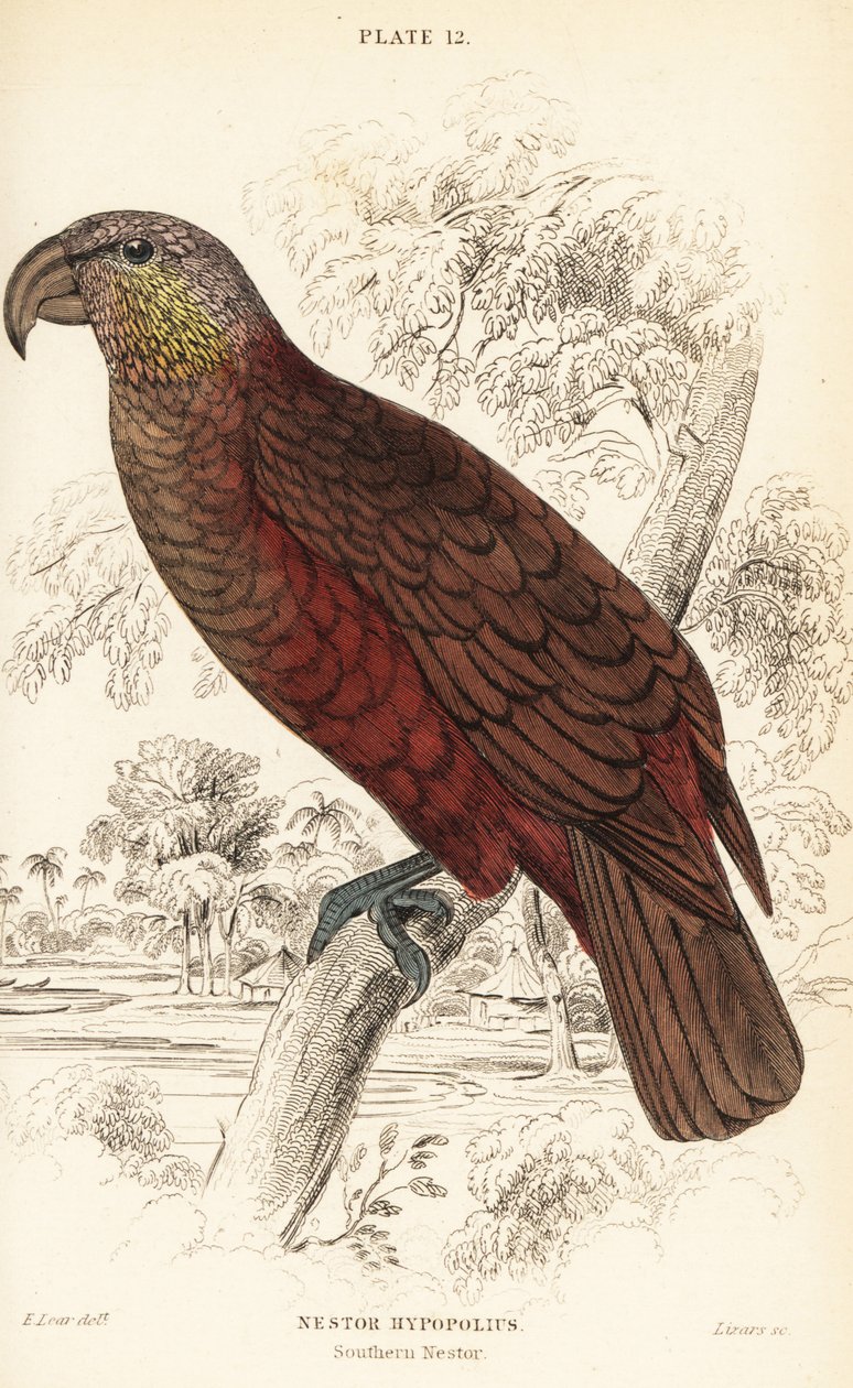 Bolo da Nova Zelândia, Nestor meridionalis de William Home Lizars