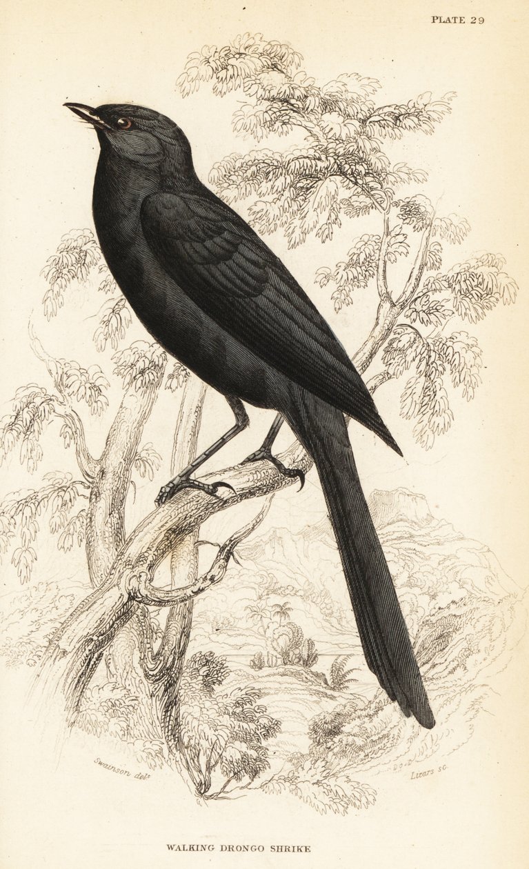 Apanhador de moscas negras do norte, Melaenornis edolioides de William Home Lizars