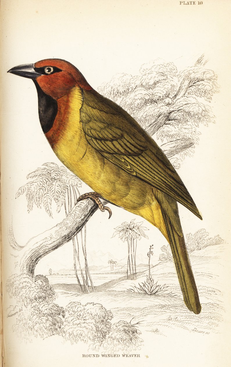 Tecelão em forma de azeitona ou de asa redonda, Ploceus brachypterus de William Home Lizars