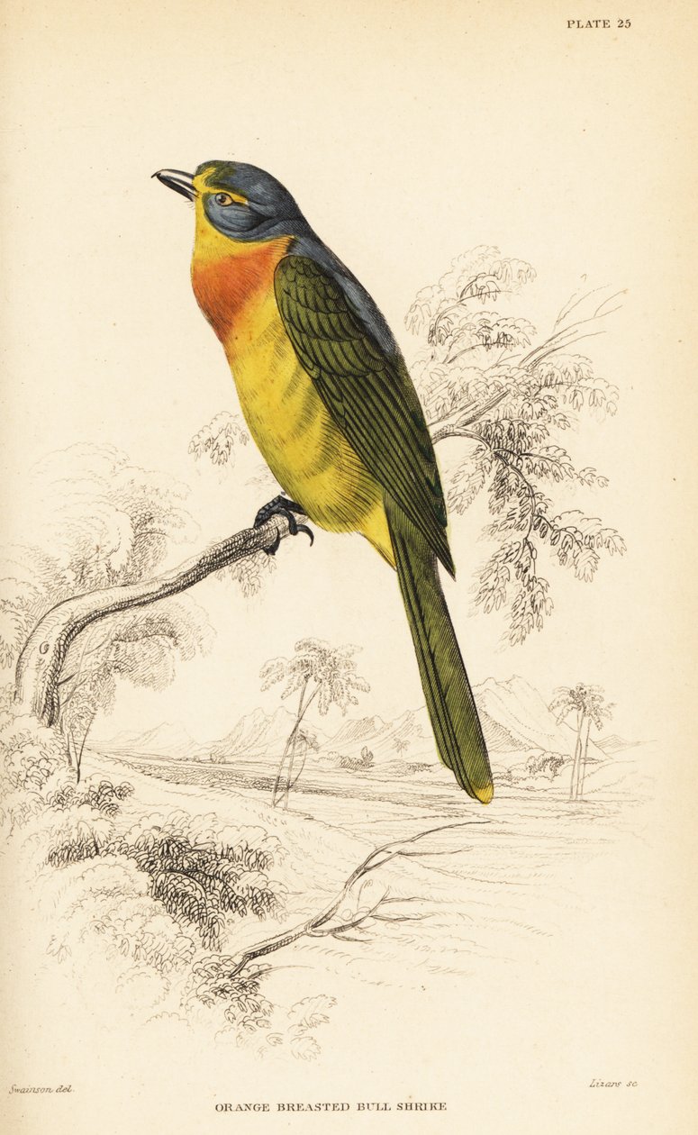 Bushshrike de peito laranja ou bushrike de peito enxofre, Chlorophoneus sulfureopectus de William Home Lizars