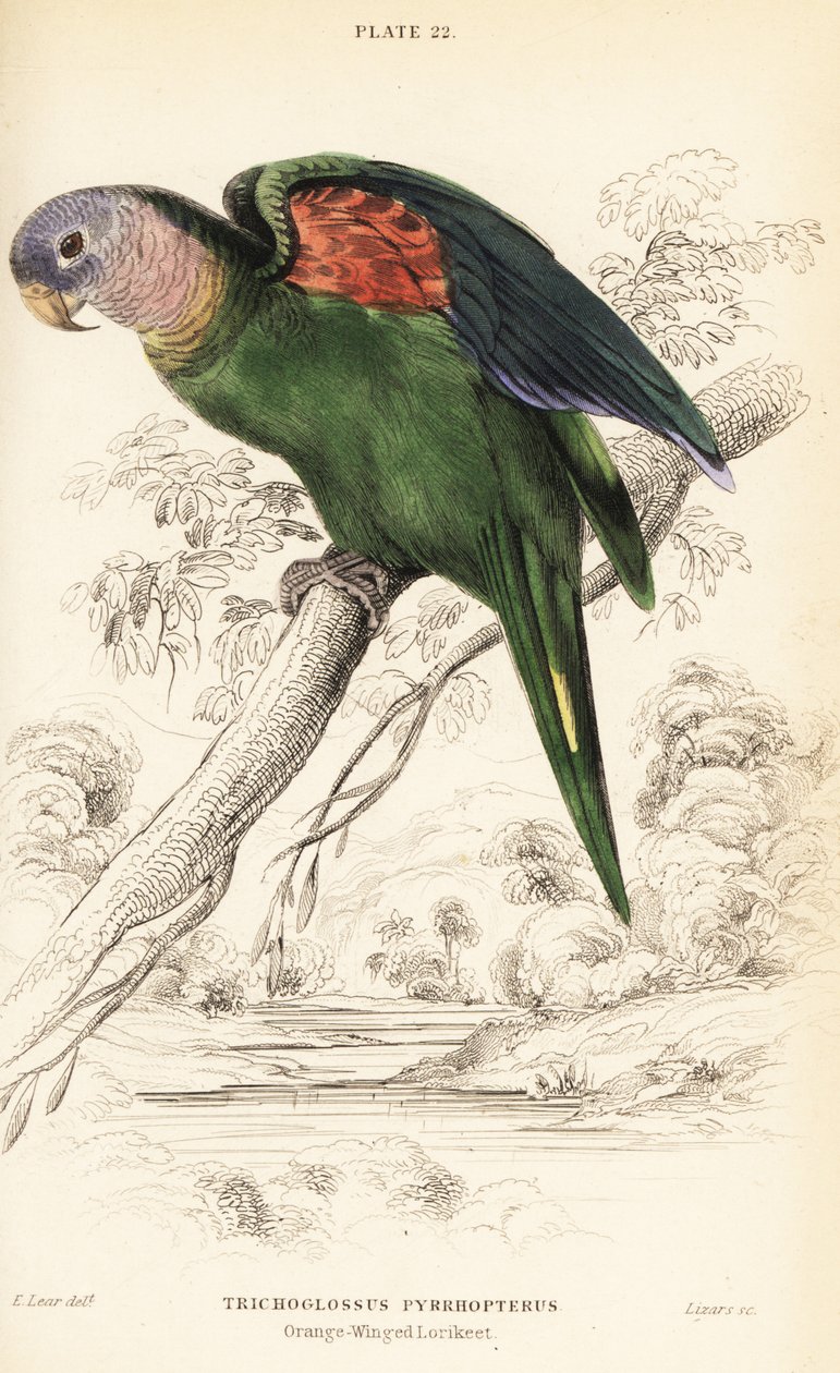 Amazona amazonica, Amazona amazonica de William Home Lizars