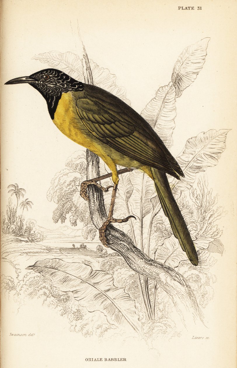 Oriole warbler, Hypergerus atriceps de William Home Lizars