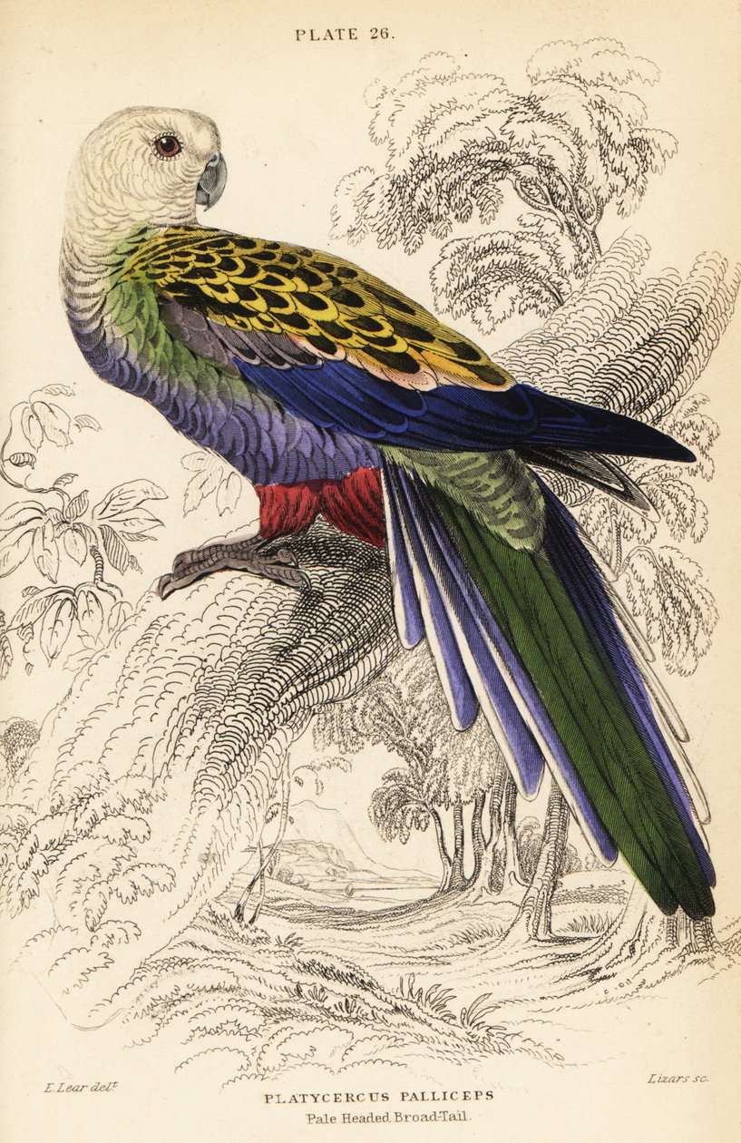 Rosela de cabeça pálida (palliceps), Platycercus adscitus palliceps de William Home Lizars
