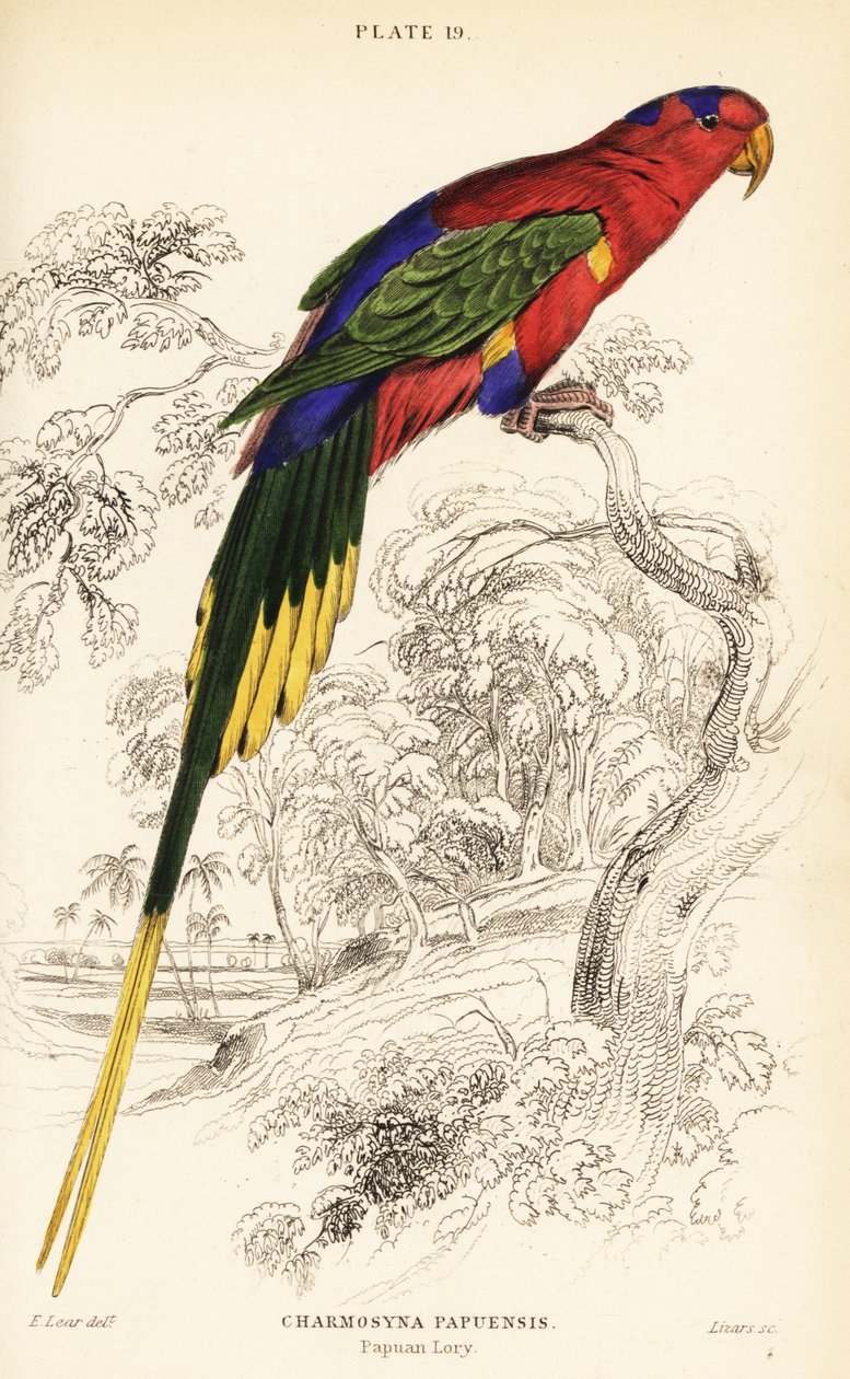 Papuan lorikeet, lorikeet da Stella ou Mount-Goliath lorikeet, Charmosyna papou de William Home Lizars