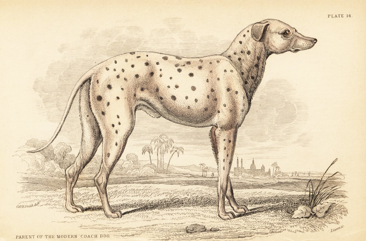 Pai do moderno cão treinador, Canis lupus familiaris de William Home Lizars
