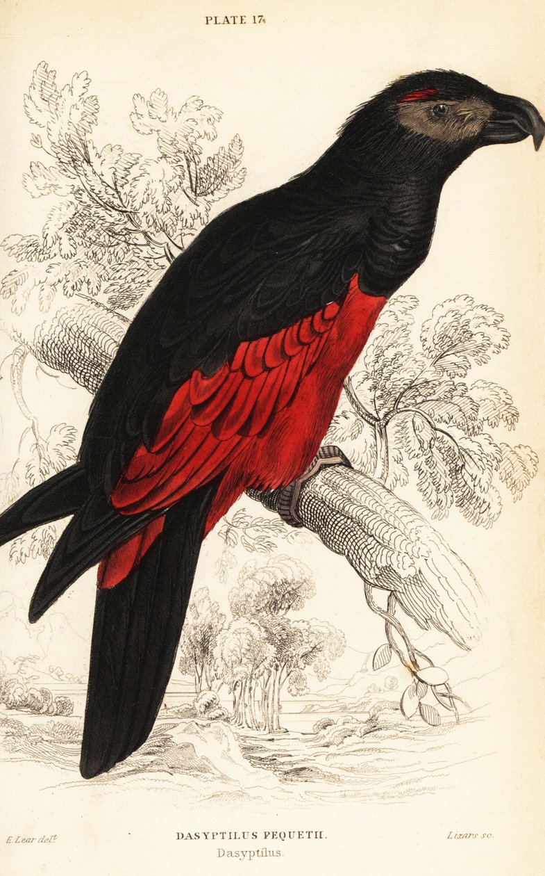 Papagaio de Pesquet ou papagaio vulturino, Psittrichas fulgidus de William Home Lizars