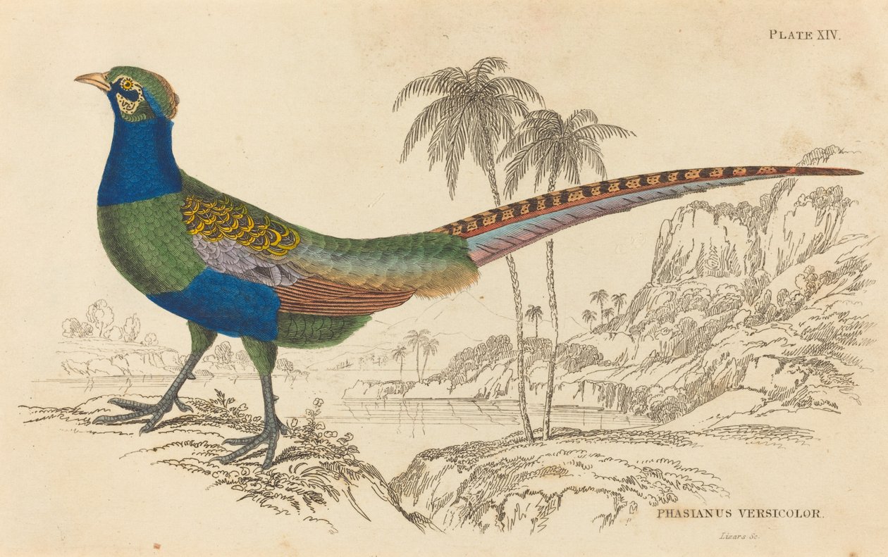 Phasianus Versicolor. de William Home Lizars