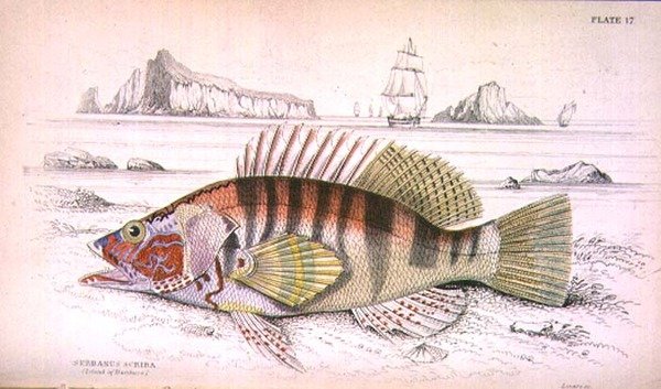 Placa 17 Serbanus Scriba (Ilha de Baziluzzo), gravada pelo artista da 