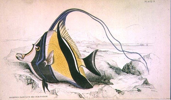 Placa 9 Horned Zanchus ou Chaetodon gravada pelo artista da 