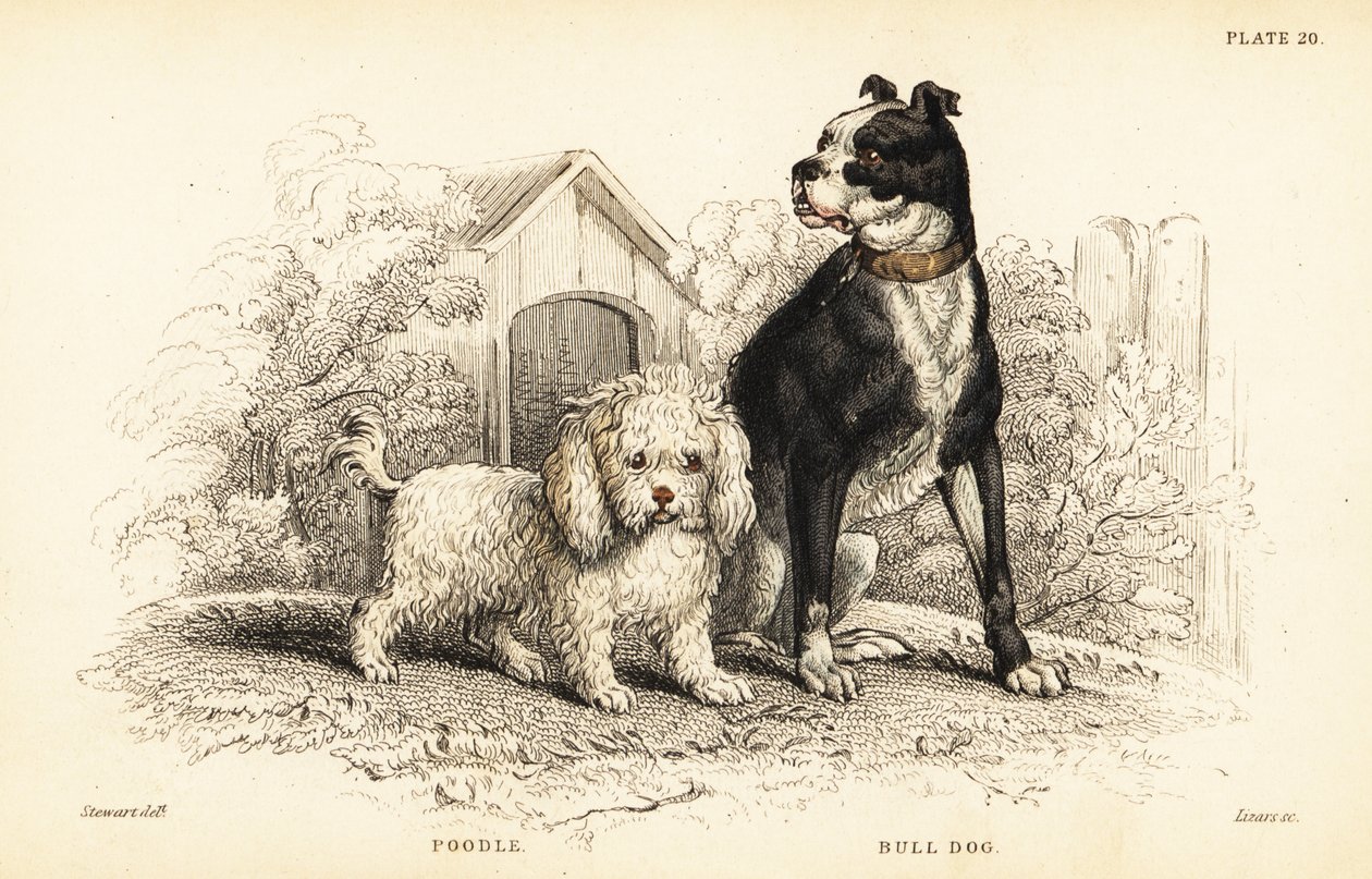 Caniche, Canis aquaticus, e bulldog, Canis anglicus de William Home Lizars