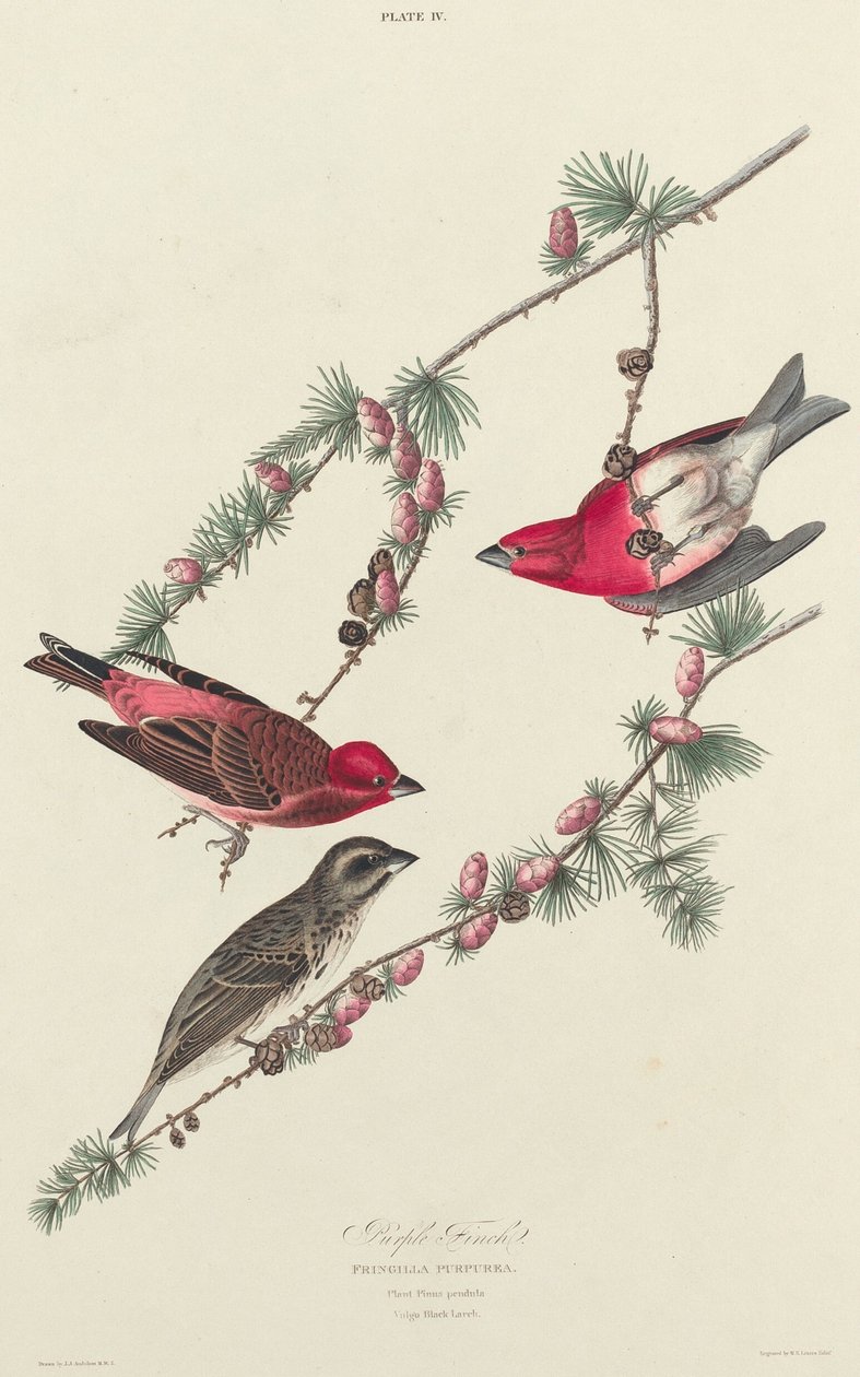 Purple Finch, 1827. de William Home Lizars