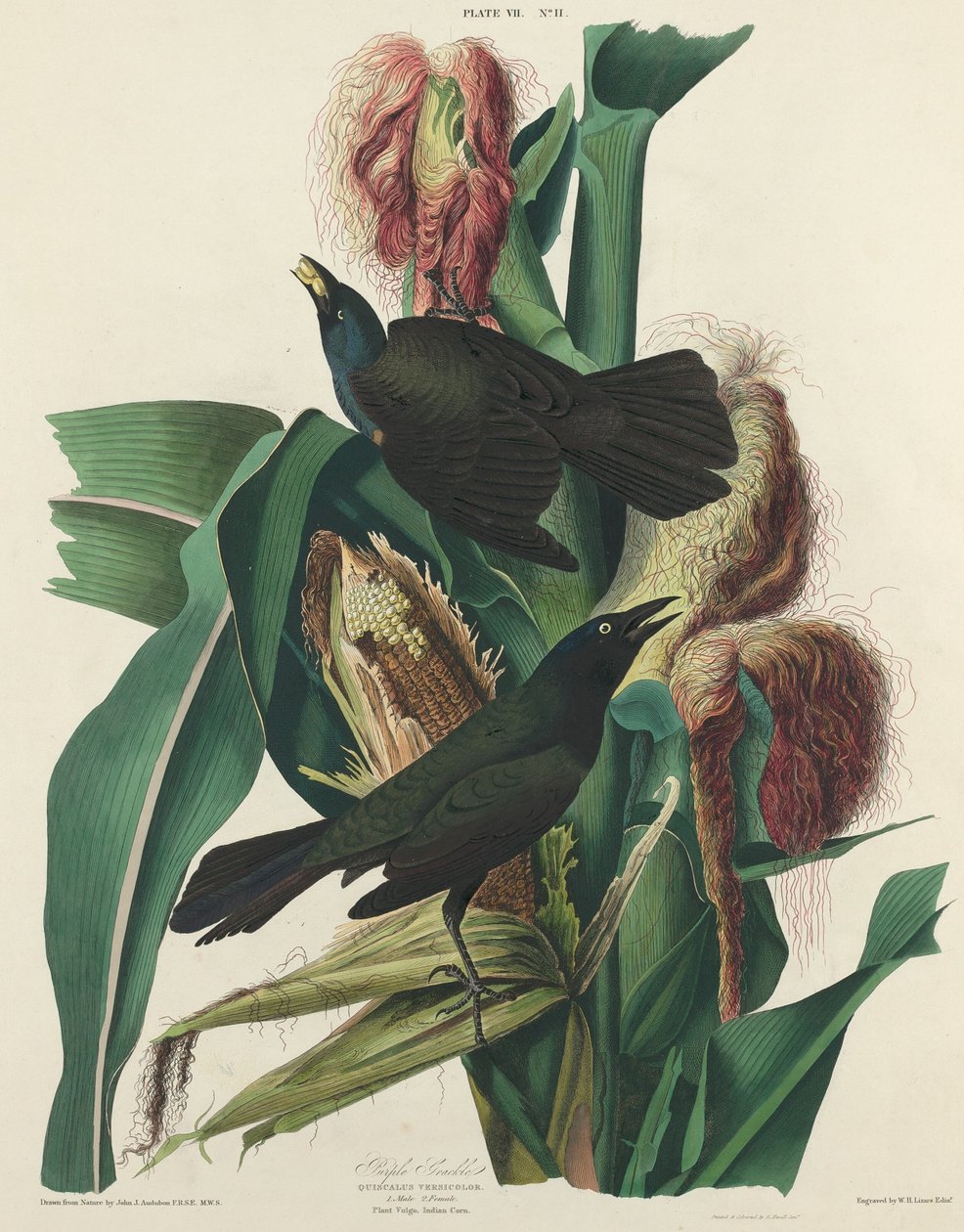 Purple Grackle, 1827. de William Home Lizars