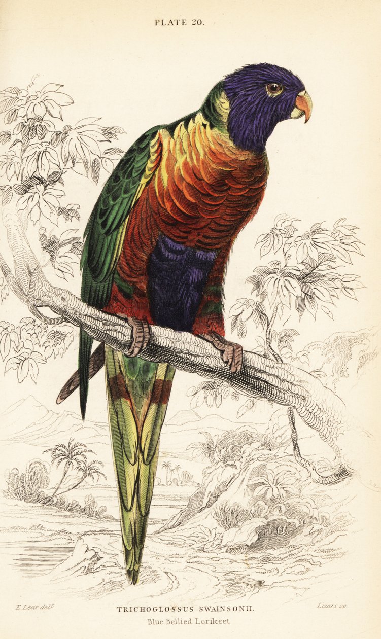 Arco-íris lorikeet, Trichoglossus moluccanus de William Home Lizars