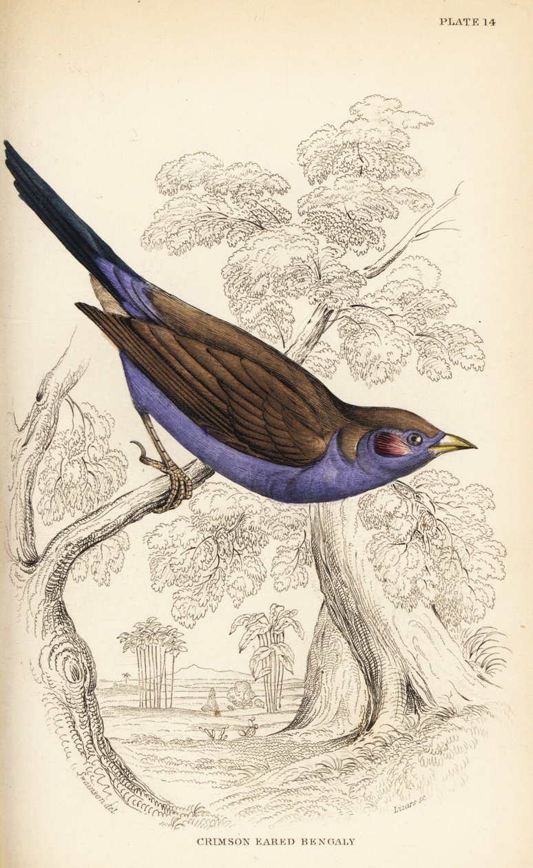 Cordão de bochecha vermelha, Uraeginthus bengalus de William Home Lizars