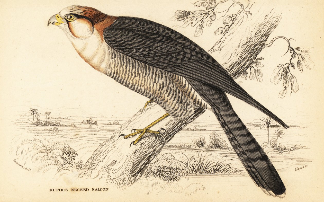 Falcão de pescoço vermelho, falco chicquera ruficollis de William Home Lizars